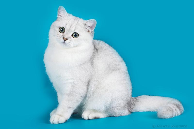 Белая Британская Кошка Фото