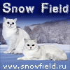 Питомник Snow Field - Британские шиншиллы